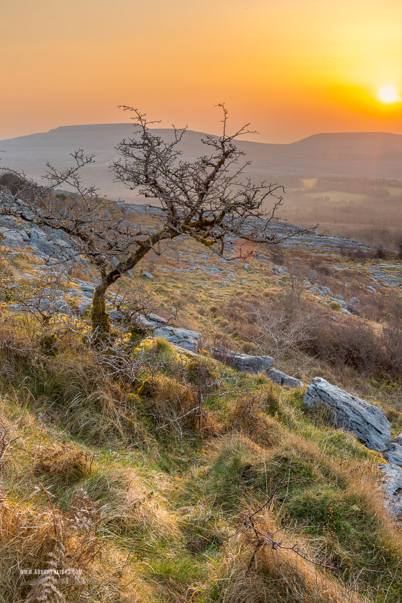 Fahee North Carron Burren East Clare Ireland - fahee,golden hour,lone tree,march,mist,spring,sunrise,orange,haze,hills