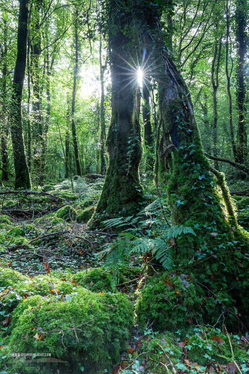 Garryland Woods Gort Galway Ireland - autumn,garryland,october,sunstar,woods,lowland,green