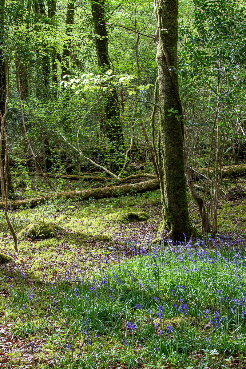 Garryland Woods Gort Galway Ireland - april,bluebells,flowers,garryland,spring,woods