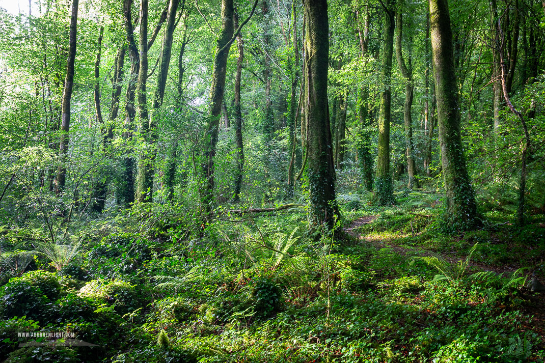 Garryland Woods Gort Galway Ireland - august,coole,garryland,green,lowland,path,summer,woods