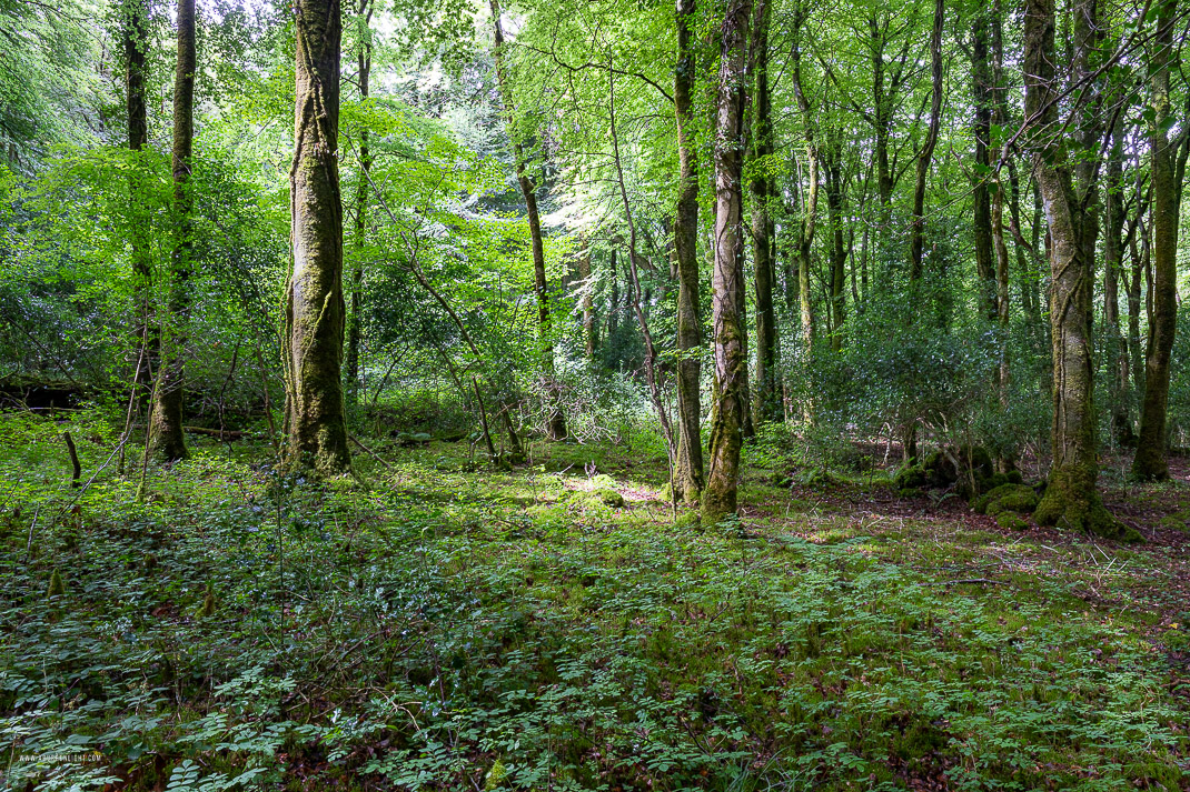 Garryland Woods Gort Galway Ireland - garryland,july,summer,woods,portfolio,green,lowland