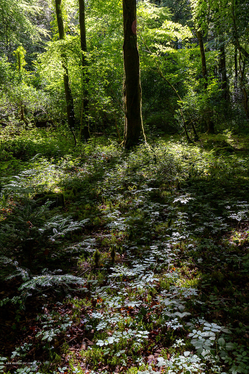 Garryland Woods Gort Galway Ireland - garryland,july,summer,woods,green,lowland