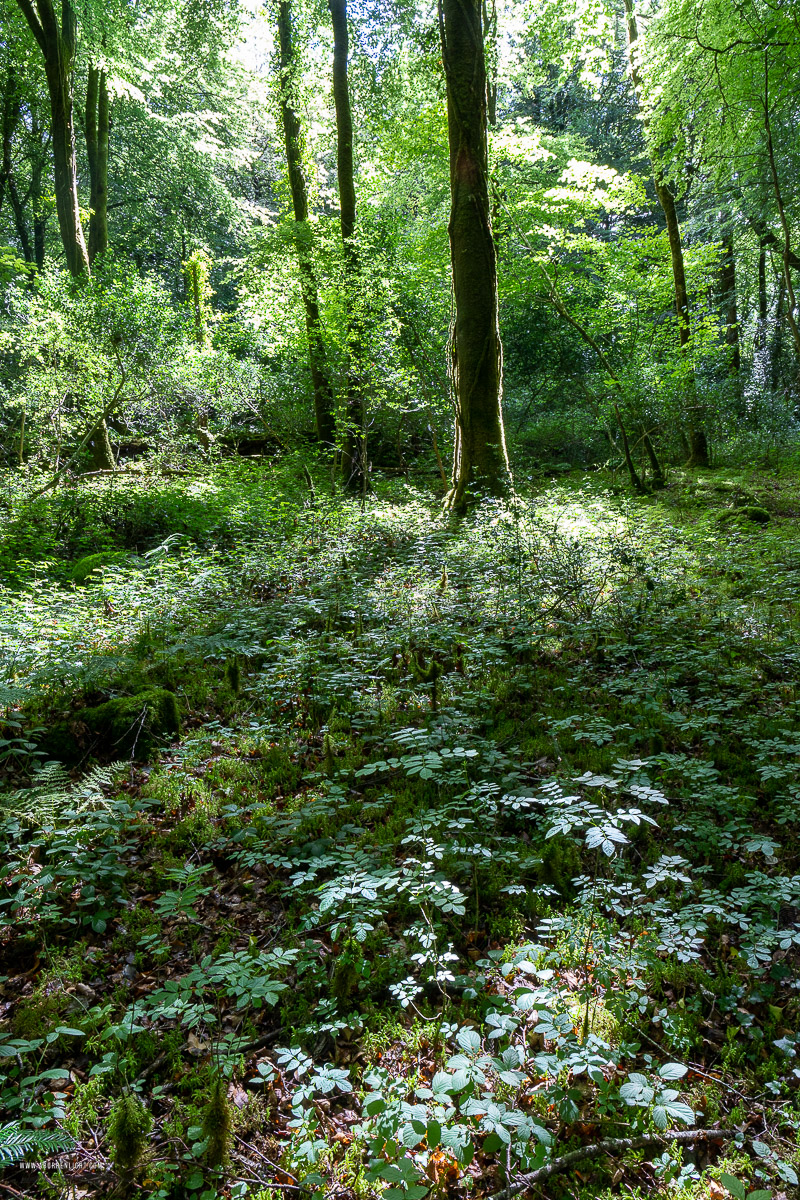 Garryland Woods Gort Galway Ireland - garryland,july,summer,woods,portfolio,green,lowland