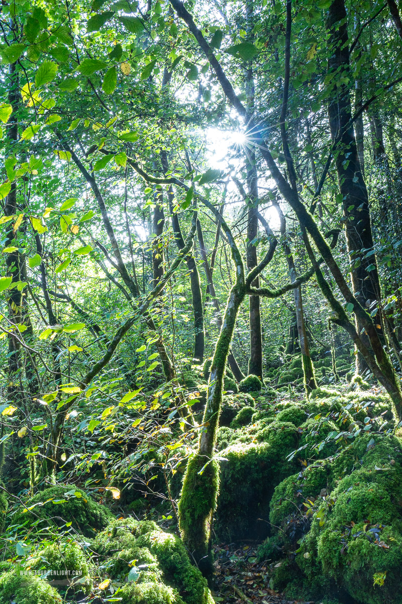 Garryland Woods Gort Galway Ireland - autumn,garryland,october,sunstar,woods,green,lowland