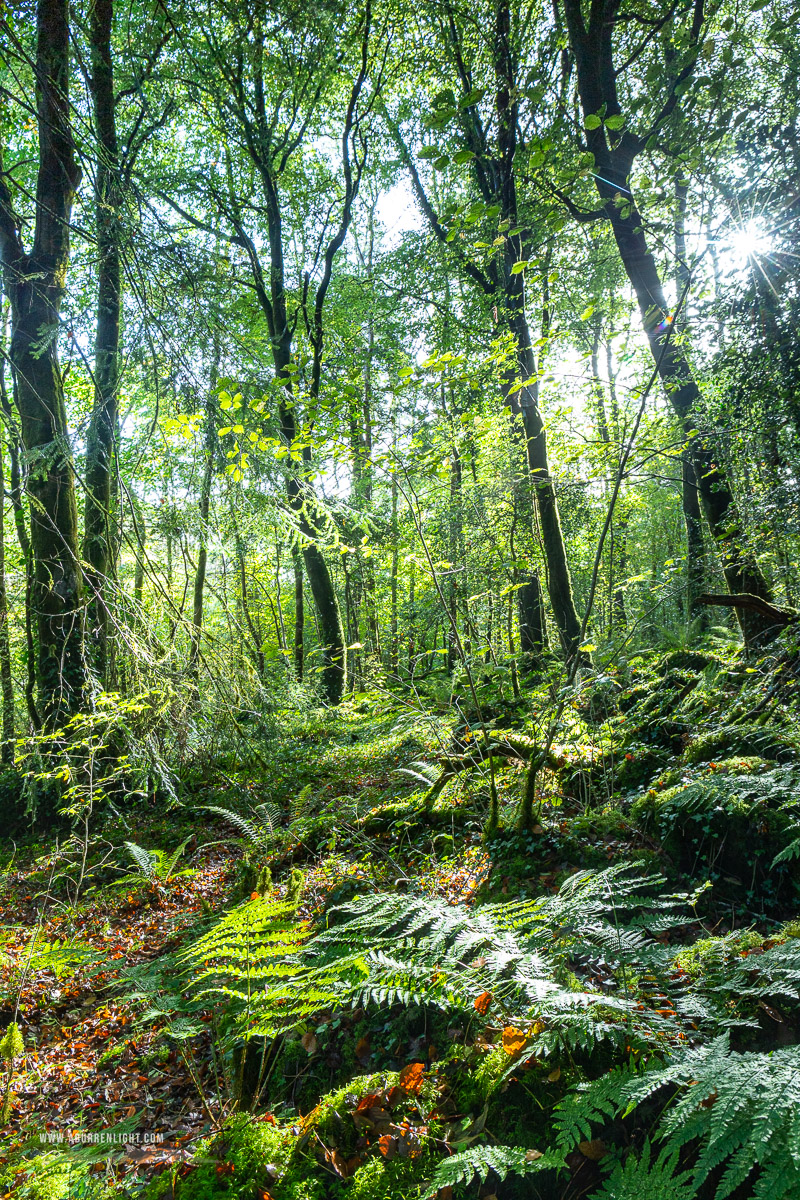 Garryland Woods Gort Galway Ireland - autumn,garryland,october,sunstar,woods,portfolio,green,lowland