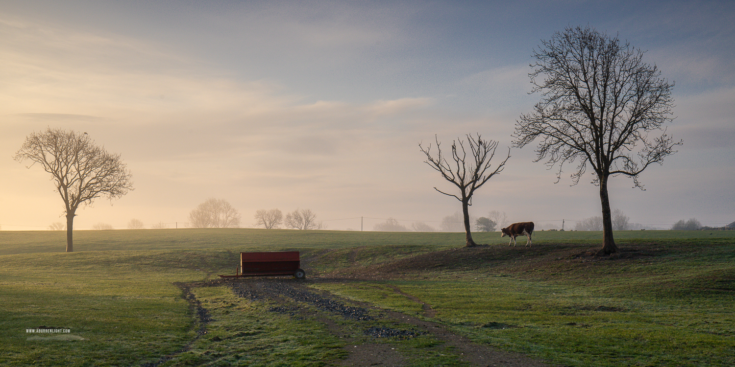 Gort Galway Ireland - animal,april,golden,gort,livestock,lowland,mist,panorama,portfolio,rural,spring,sunrise