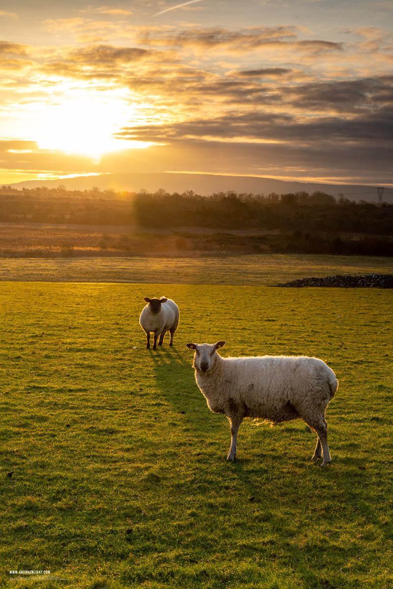 Gort Galway Ireland - animal,gort,january,sheep,sunrise,winter,golden,lowland