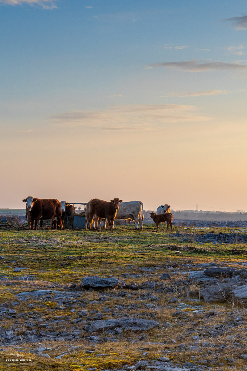 Gort Galway Ireland - animals,cow,golden hour,gort,march,rural,spring,sunrise,lowland