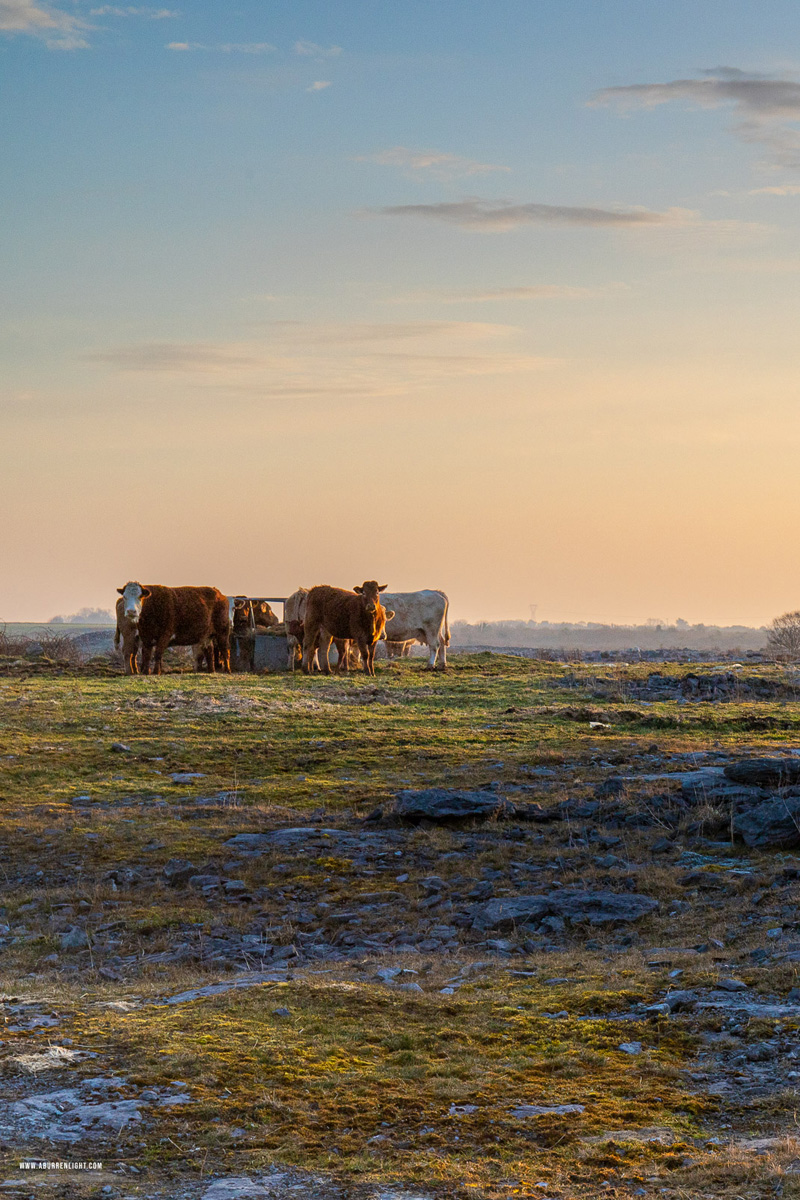 Gort Galway Ireland - animals,cow,golden hour,gort,march,rural,spring,sunrise,lowland