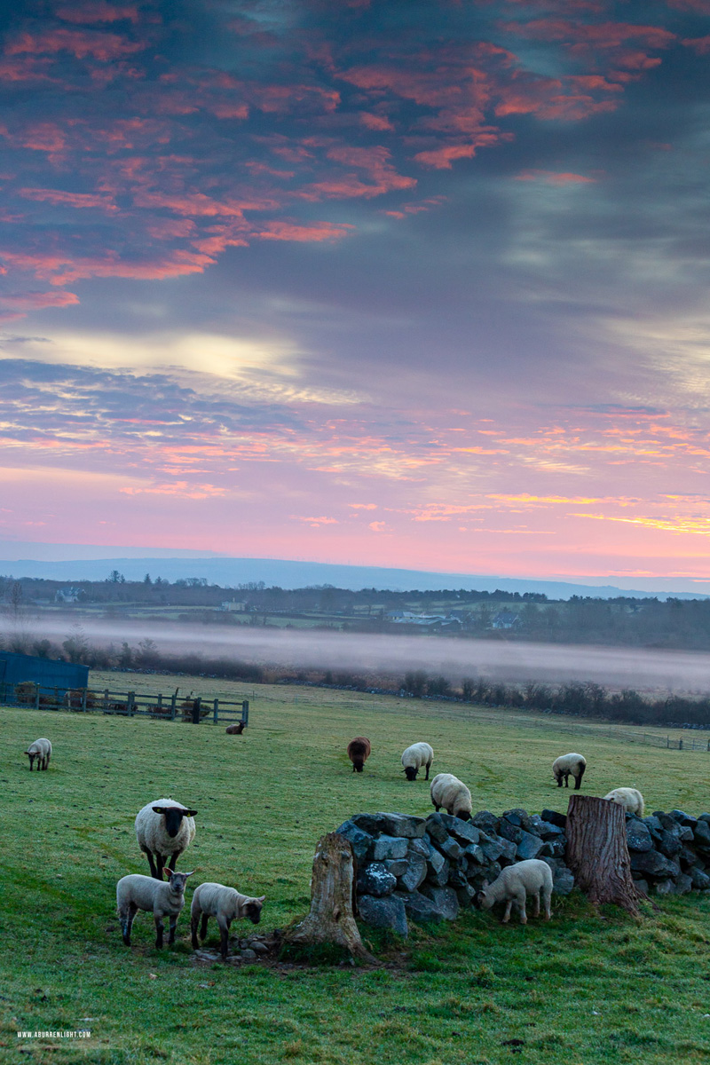 Gort Galway Ireland - animals,gort,march,pink,rural,sheep,spring,sunrise,lowland