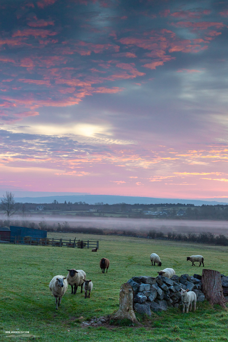 Gort Galway Ireland - animals,gort,march,pink,rural,sheep,spring,sunrise,portfolio,pastoral,lowland