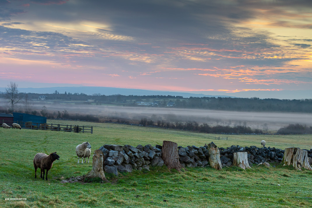 Gort Galway Ireland - animals,gort,march,pink,rural,sheep,spring,sunrise,lowland