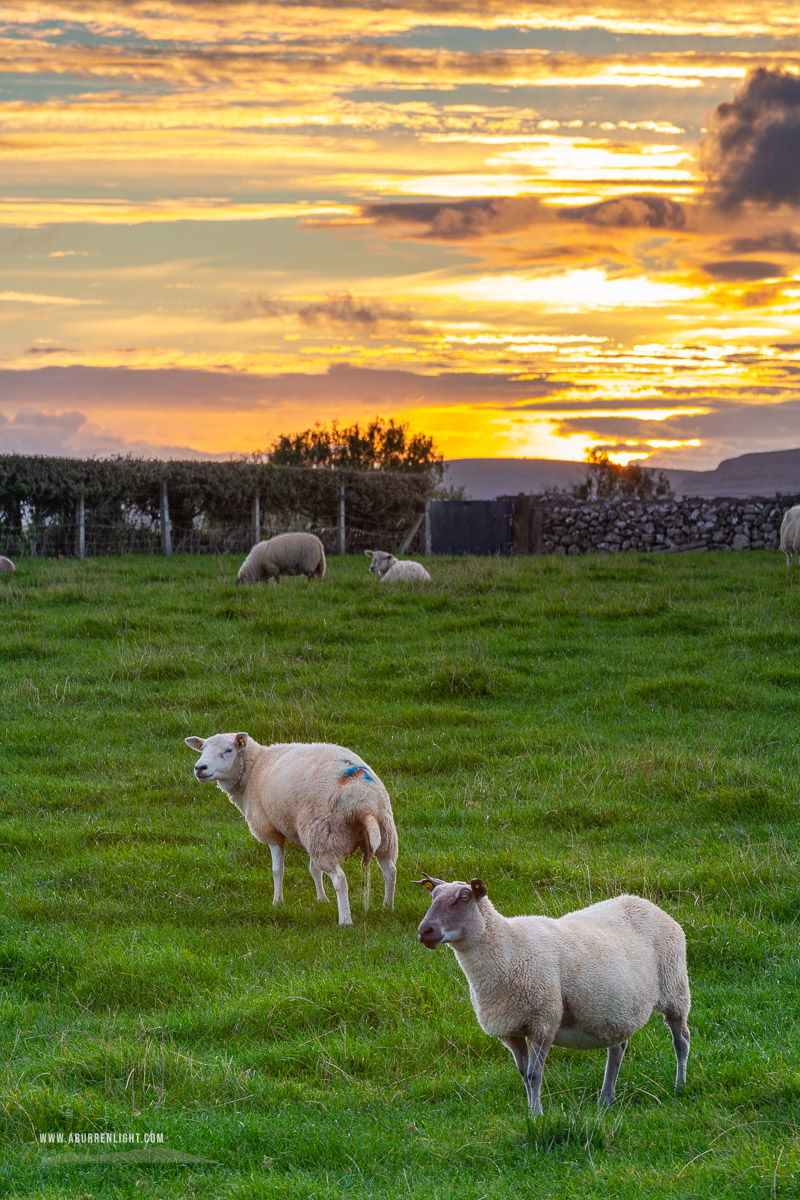 Kilmacduagh Monastery Burren Clare Ireland - animals,autumn,gort,rural,september,sheep,lowland,kilmacduagh,golden