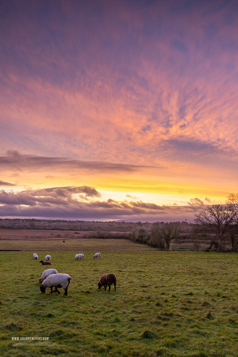 Gort Galway Ireland - autumn,december,gort,pink,rural,sheep,sunrise,lowland,animals