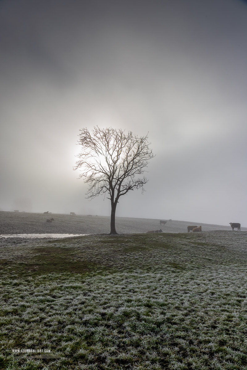 Gort Galway Ireland - autumn,december,fog,gort,lone tree,mist,rural,lowland