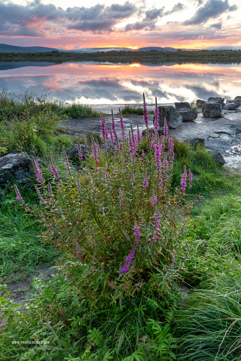 Lough Bunny Clare Ireland - dusk,flowers,july,lough bunny,reflections,summer,lowland