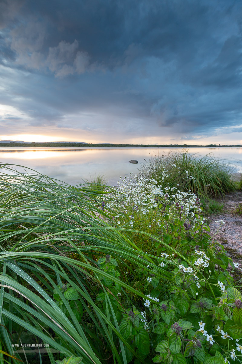 Lough Bunny Clare Ireland - dusk,flowers,july,lough bunny,reflections,summer,portfolio,green,blue,lowland