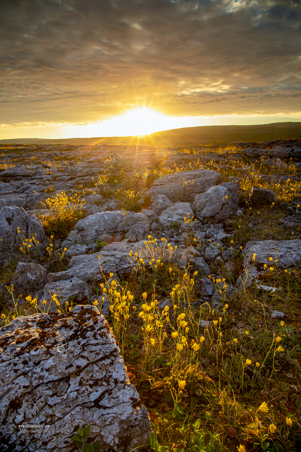 Mullaghmore Burren National Park Clare Ireland - flower,golden,may,mullaghmore,park,spring,sunset,sunstar,pick-park