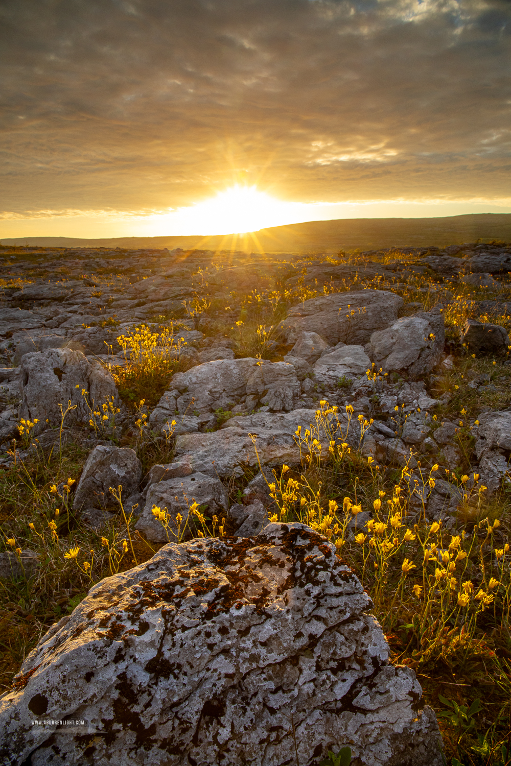 Mullaghmore Burren National Park Clare Ireland - flower,golden,may,mullaghmore,park,spring,sunset,sunstar