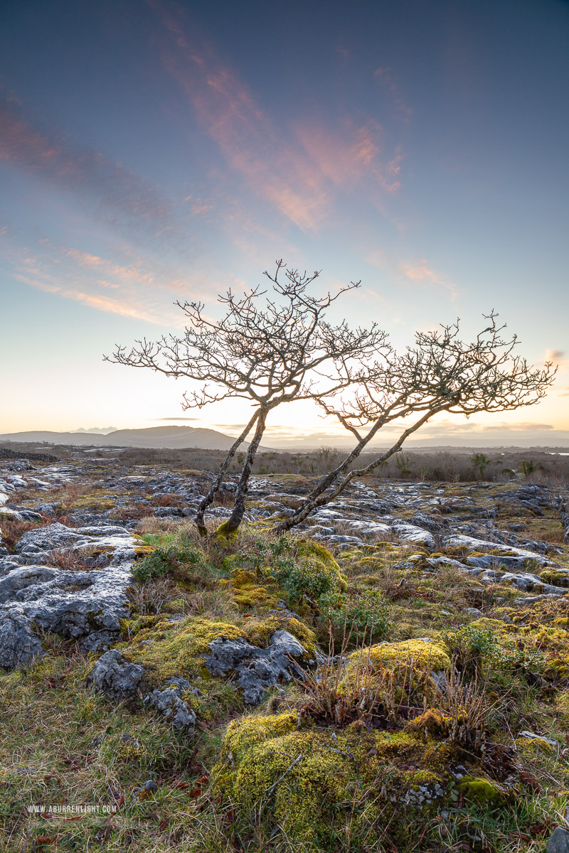 Mullaghmore Burren National Park Clare Ireland - lone tree,march,mullaghmore,pink,spring,twilight,lowland