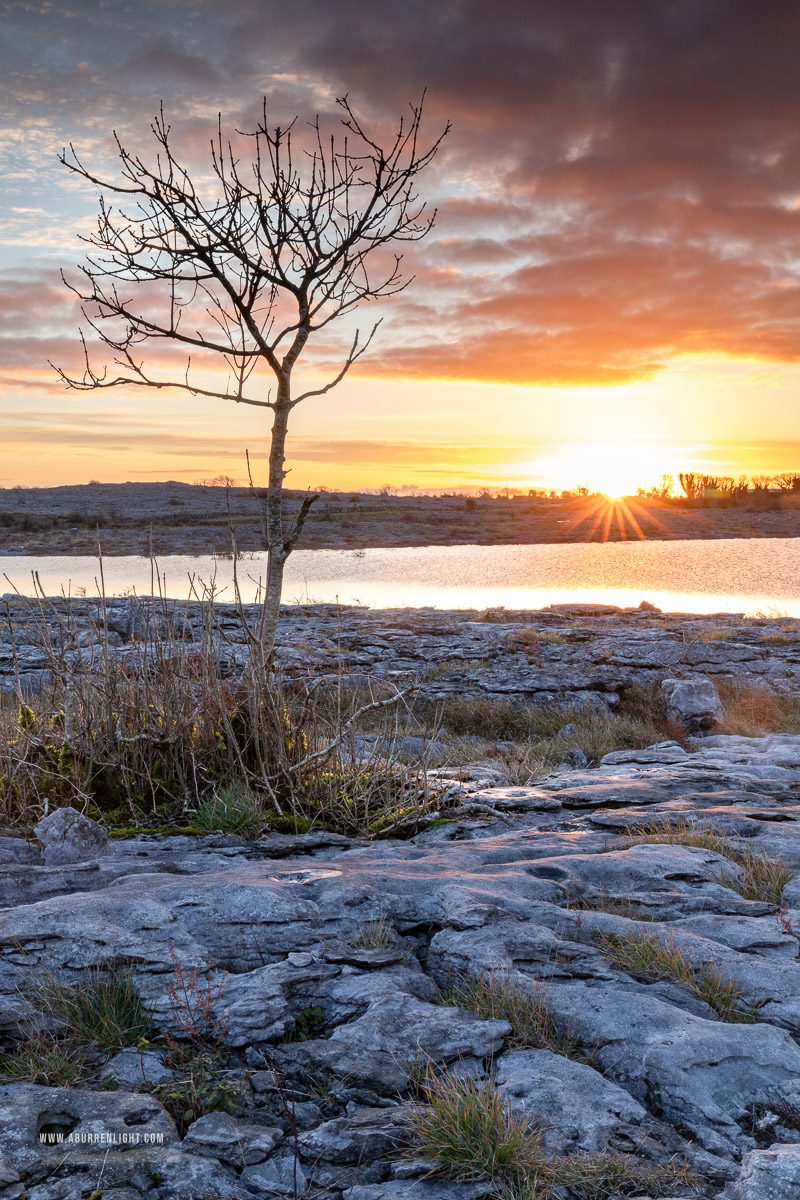 Mullaghmore Burren National Park Clare Ireland - autumn,december,lone tree,mullaghmore,sunrise,sunstar,park,golden
