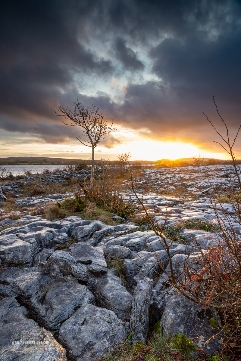 Mullaghmore Burren National Park Clare Ireland - december,lone tree,mullaghmore,sunset,winter,portfolio,park