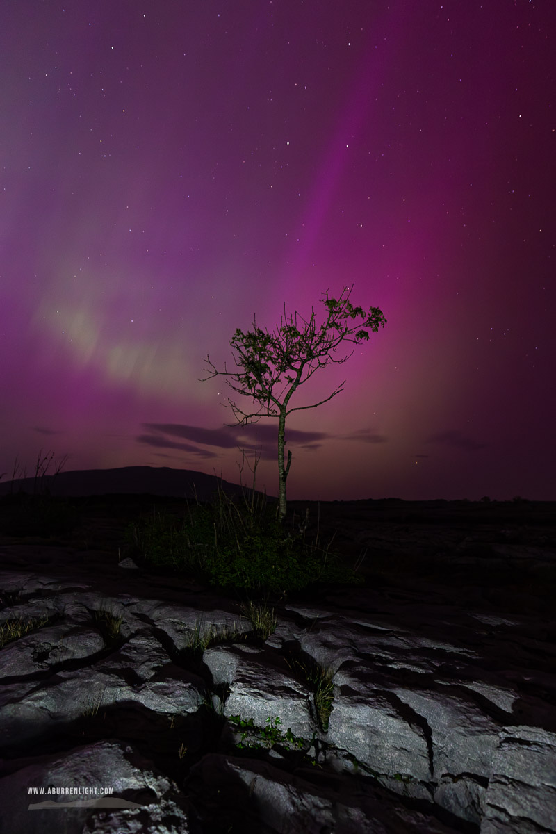 Mullaghmore Burren National Park Clare Ireland - aurora,lone tree,long exposure,may,mullaghmore,night,park,pilars,purple,spring,astro