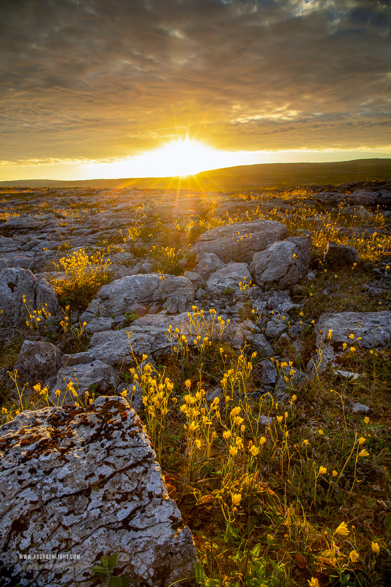 Mullaghmore Burren National Park Clare Ireland - flower,golden,may,mullaghmore,park,spring,sunset,sunstar