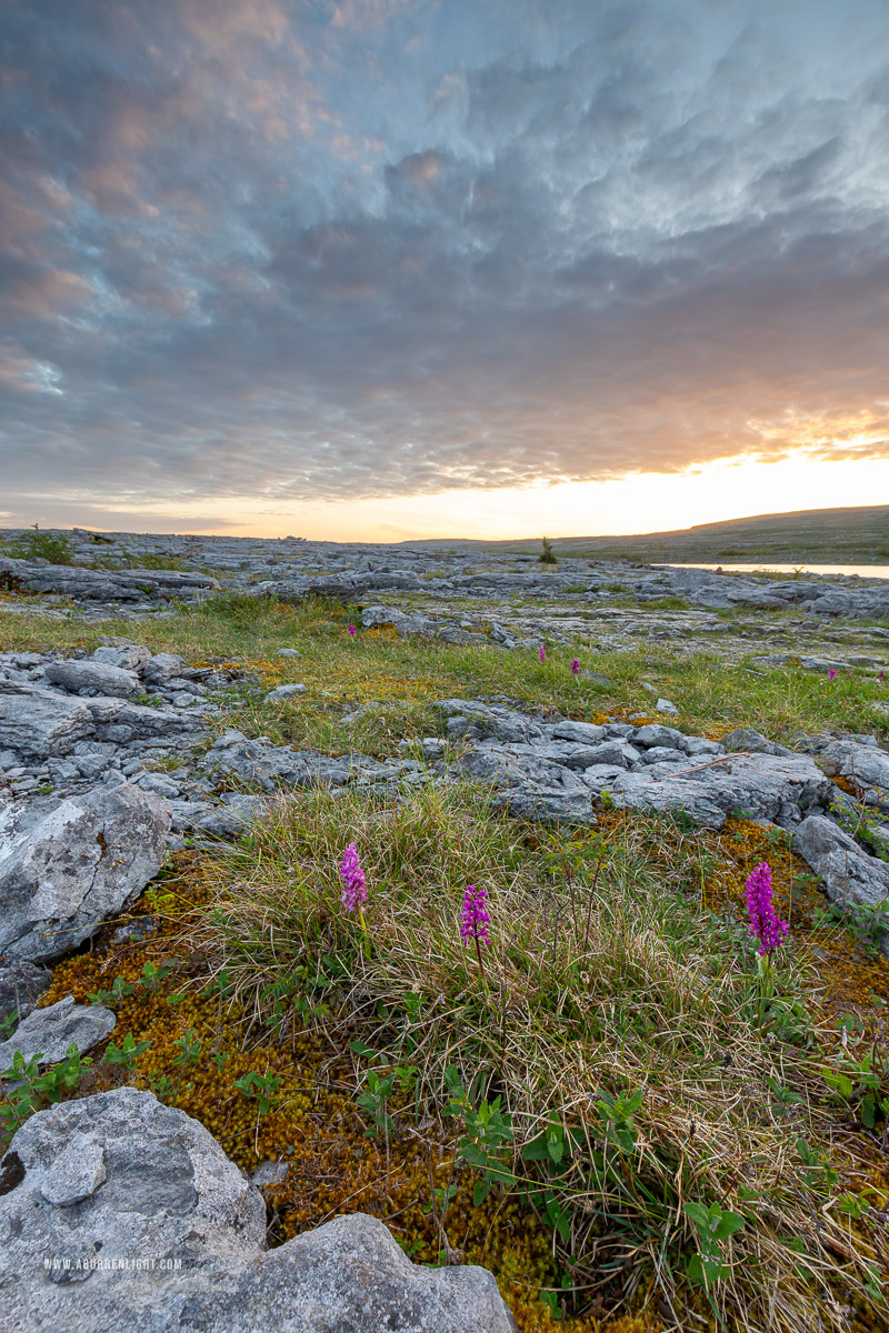 Mullaghmore Burren National Park Clare Ireland - flowers,golden,mullaghmore,orchids,park,sunset