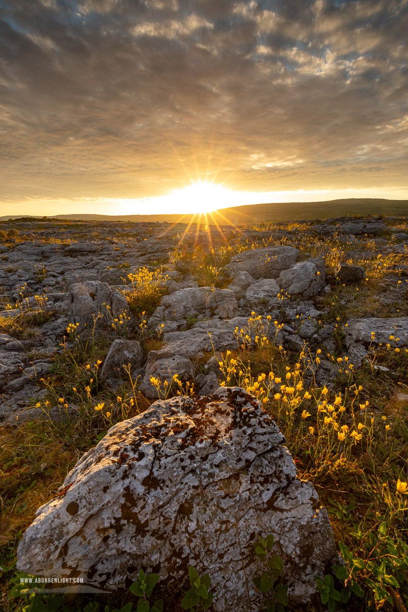 Mullaghmore Burren National Park Clare Ireland - flower,golden,may,mullaghmore,park,spring,sunset,sunstar