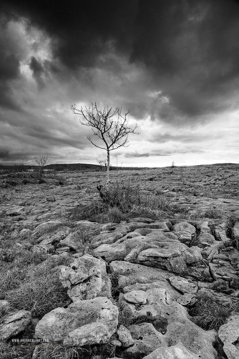 Mullaghmore Burren National Park Clare Ireland - dusk,lone tree,march,monochrome,mullaghmore,park,spring