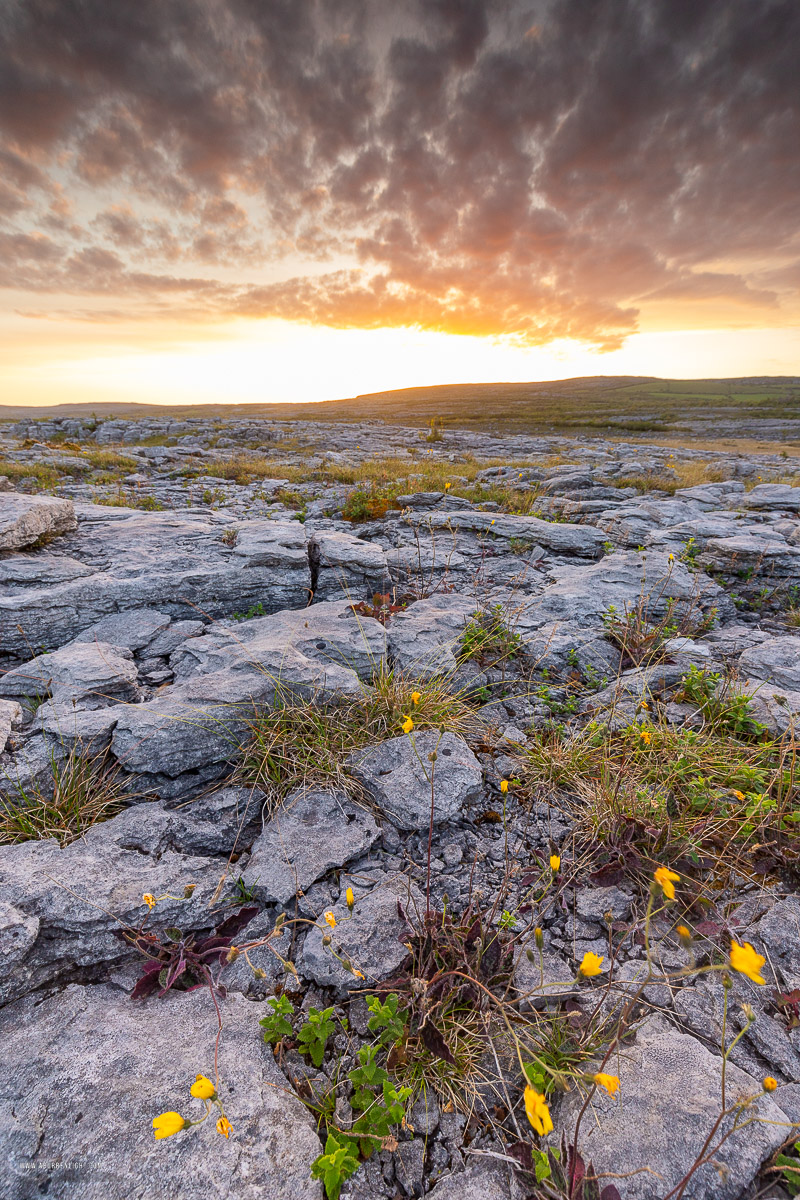 Mullaghmore Burren National Park Clare Ireland - dusk,flower,may,mullaghmore,spring,sunset,park,golden