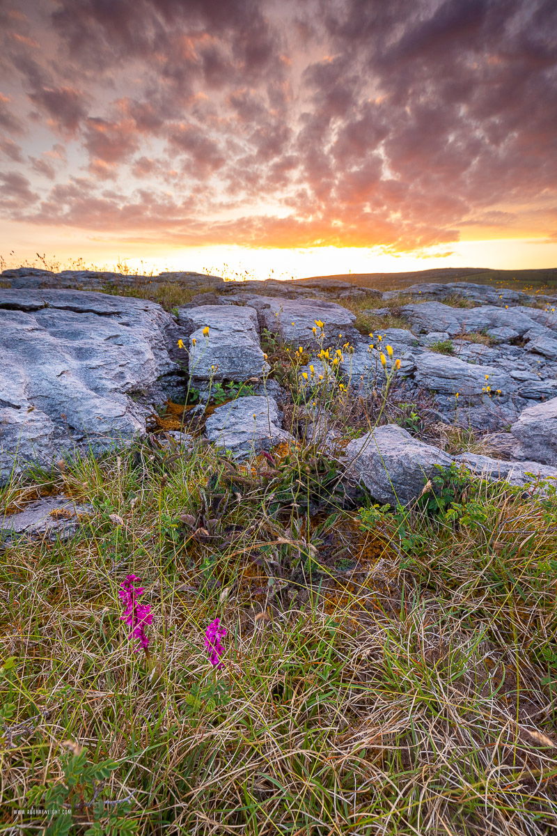 Mullaghmore Burren National Park Clare Ireland - dusk,flower,may,mullaghmore,spring,sunset,park,golden