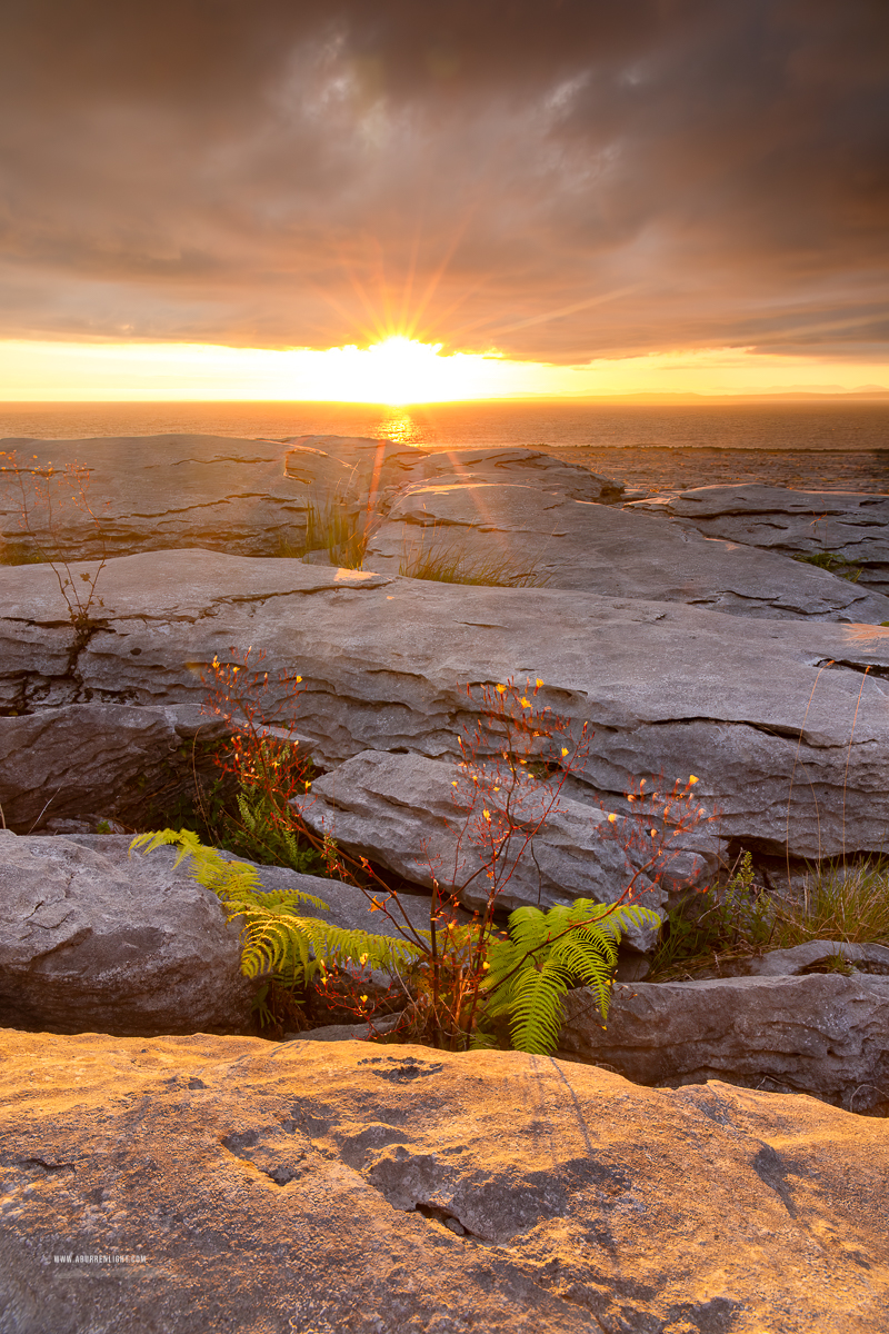 Murrooughtoohy Black Head Fanore Wild Atlantic Way Clare Ireland - black head,coast,flowers,golden hour,july,limited,murrooughtoohy,pick-coast,portfolio,summer,sunset,sunstar