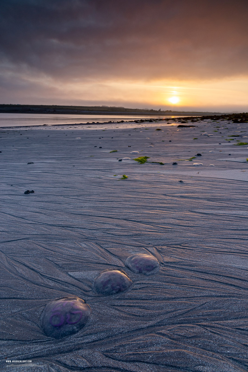 New Quay Kinvara Wild Atlantic Way Clare Ireland - jellyfish,july,kinvara,new quay,rill,summer,sunrise,beach,coast,golden