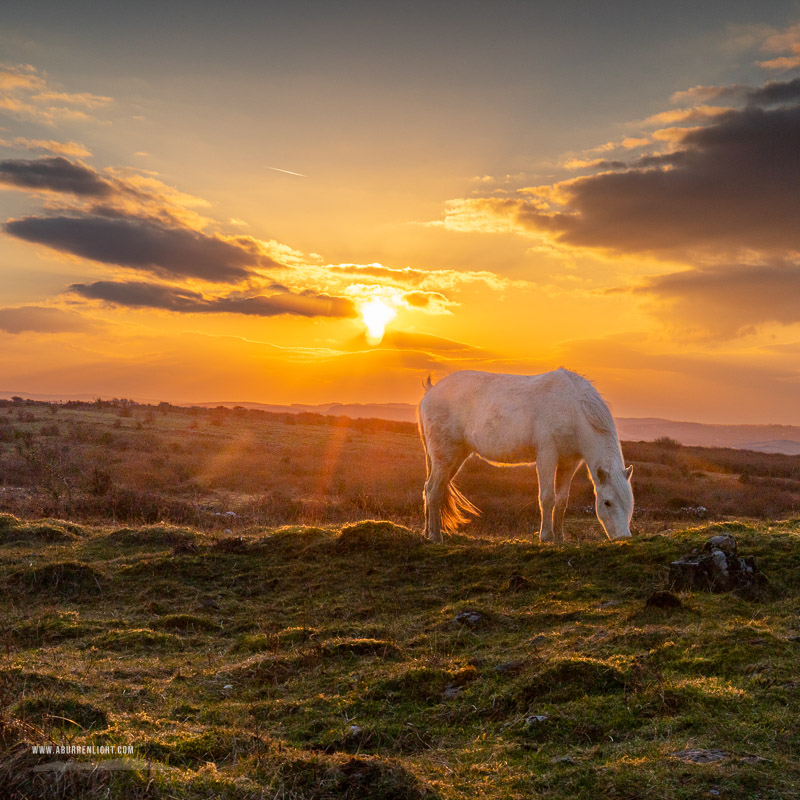 Parknabinnia Wedge Tomb Roughan Hill Kilnaboy Burren Clare Ireland - animal,february,golden hour,hills,horse,parknabinnia,roughan,square,sunset,winter