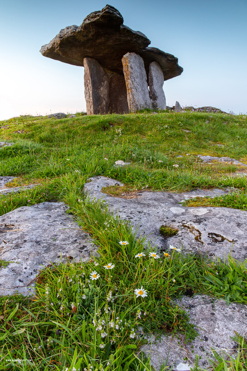 Poulnabrone Dolmen Roughan Hill Burren Clare Ireland - august,dolmen,flowers,landmark,poulnabrone,summer,portfolio,roughan,tomb,daisies,hills