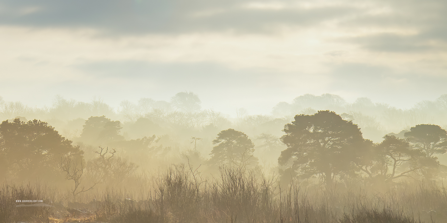 Rockforest Burren Lowlands Clare Ireland - burren pines,january,lowlands,mist,rockforest,scots pine,sunrise,winter,panorama