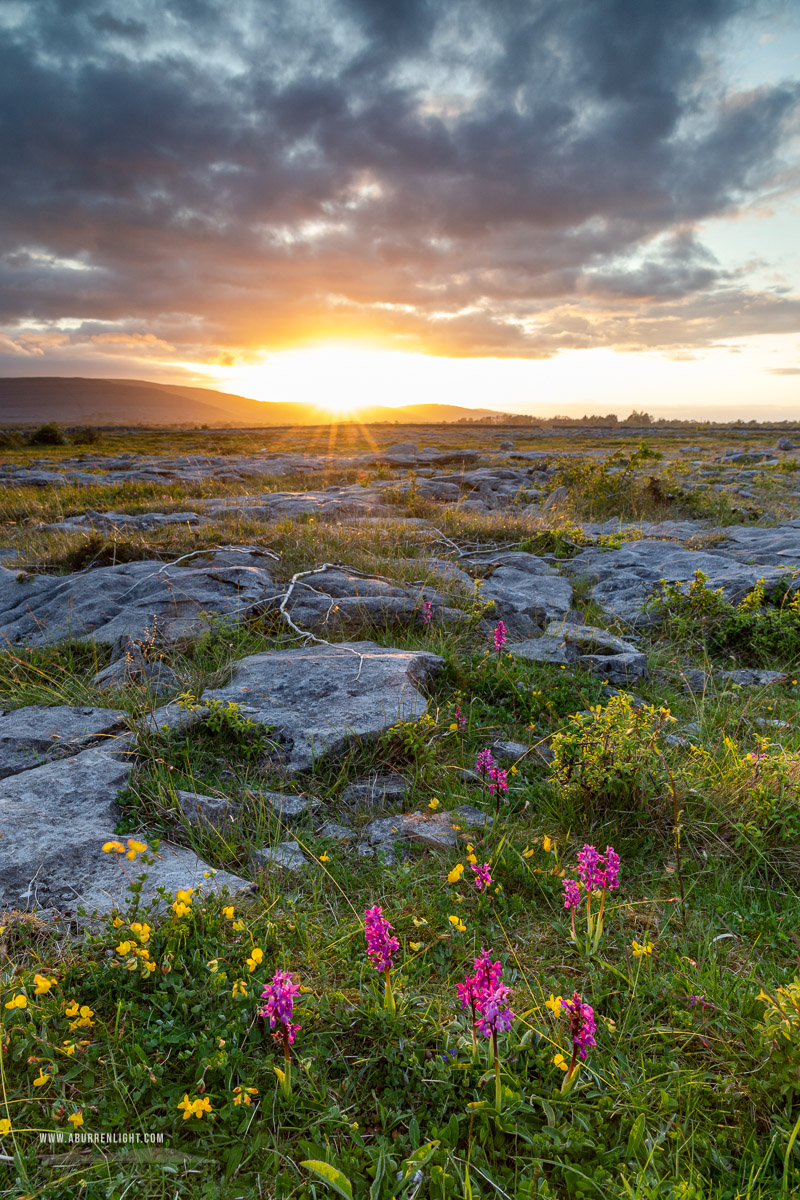 The Burren Clare Ireland - flowers,may,orange,spring,sunrise,sunstar,orchids,golden,lowland