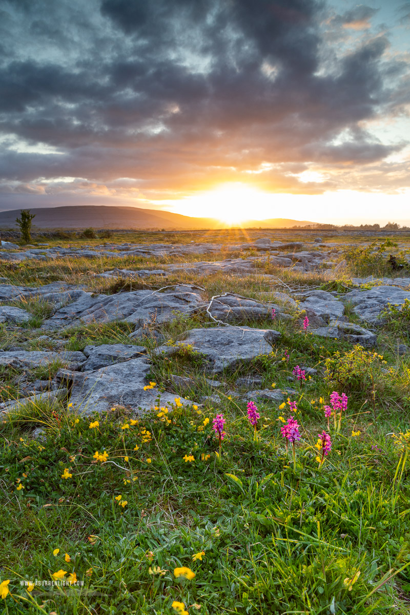 The Burren Clare Ireland - flowers,may,orange,spring,sunrise,sunstar,orchids,golden,lowland