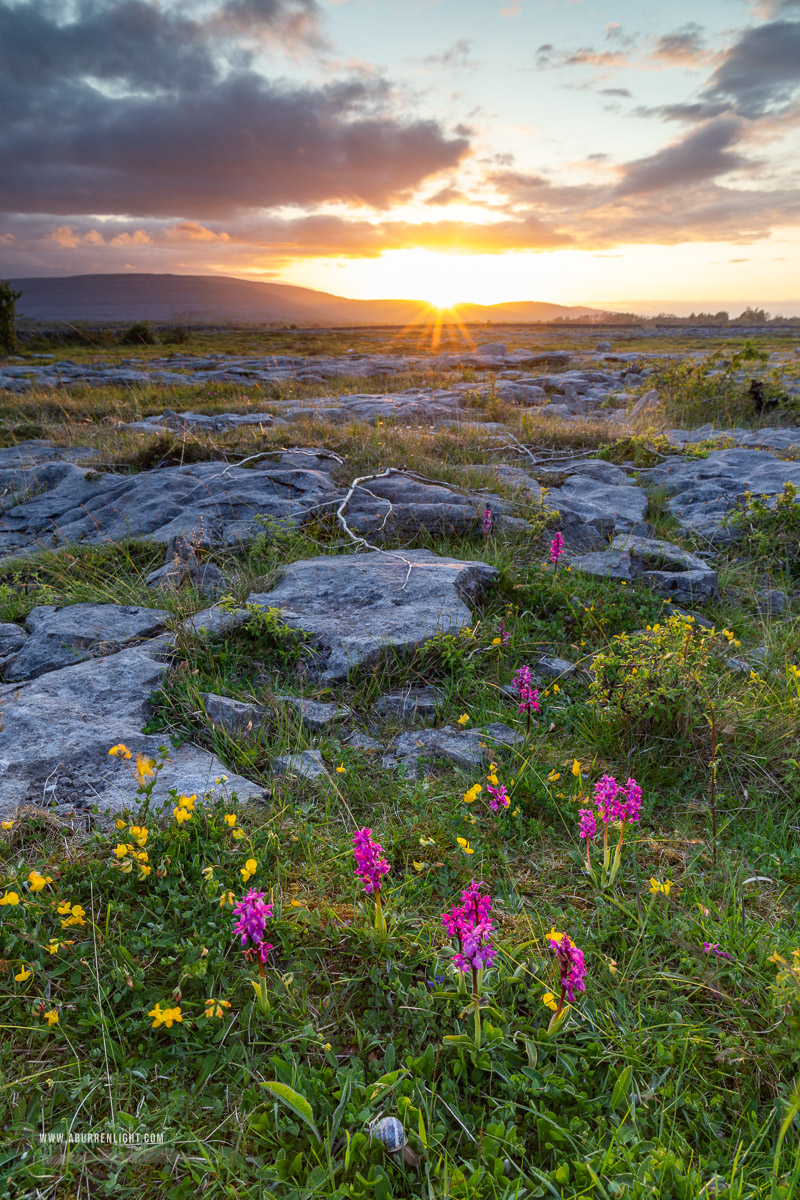 The Burren Clare Ireland - flowers,may,orange,spring,sunrise,sunstar,orchids,golden,lowland