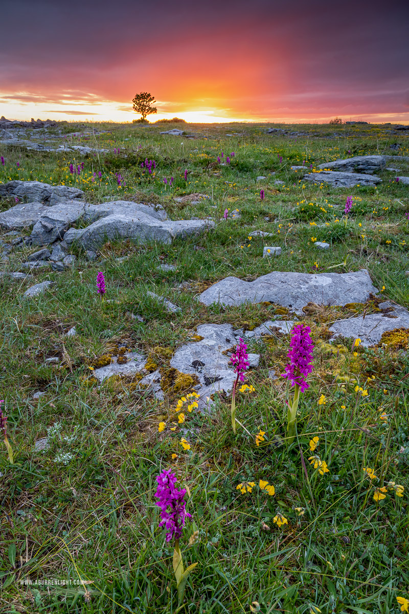 The Burren Clare Ireland - flowers,may,spring,twilight,orchids,lowland