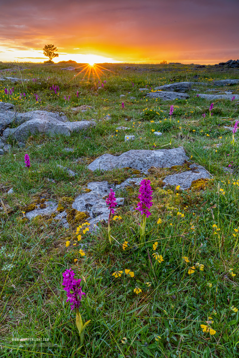 The Burren Clare Ireland - flowers,may,orange,spring,sunrise,sunstar,orchids,golden,lowland