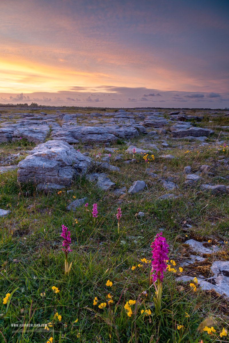 The Burren Clare Ireland - flowers,may,orchids,spring,sunset,lowland,golden