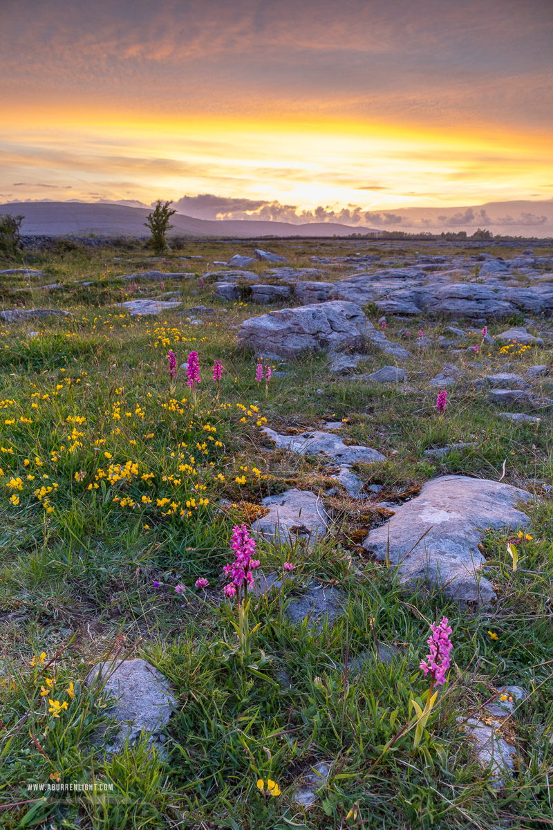 The Burren Clare Ireland - flowers,may,orchids,spring,sunset,lowland,golden