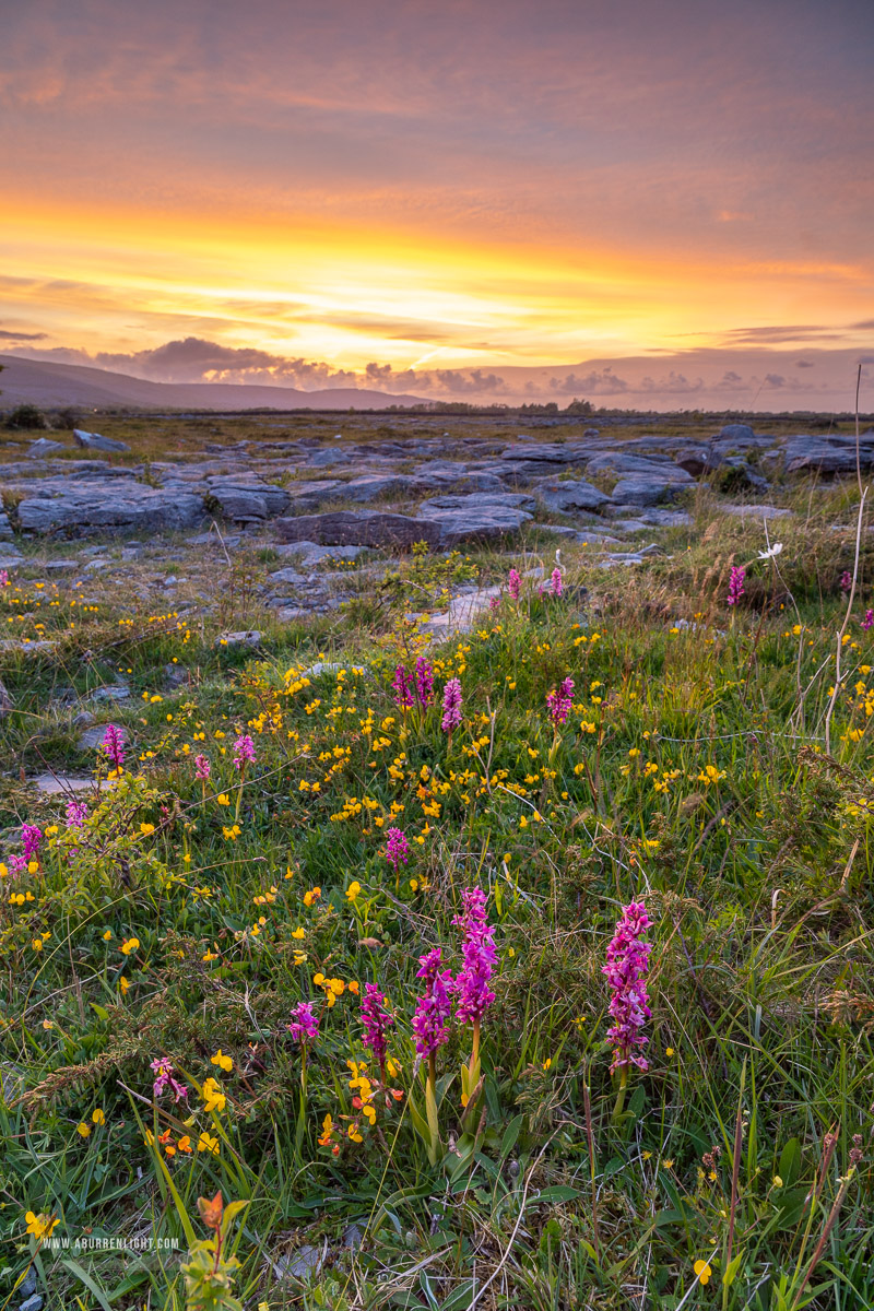 The Burren Clare Ireland - flowers,may,orchids,spring,sunset,lowland,golden