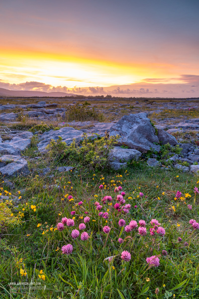 The Burren Clare Ireland - flowers,may,honeysuckle,spring,sunset,lowland,golden