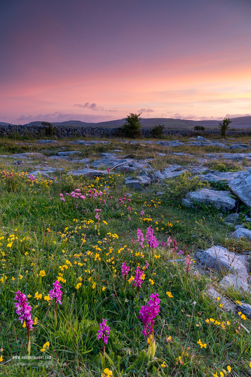 The Burren Clare Ireland - afterburn,dusk,flowers,may,orchids,spring,sunset,lowland