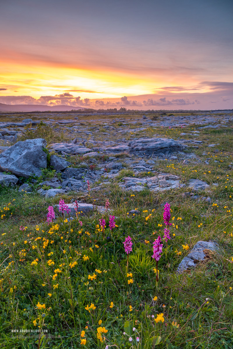 The Burren Clare Ireland - afterburn,dusk,flowers,may,orchids,spring,sunset,lowland