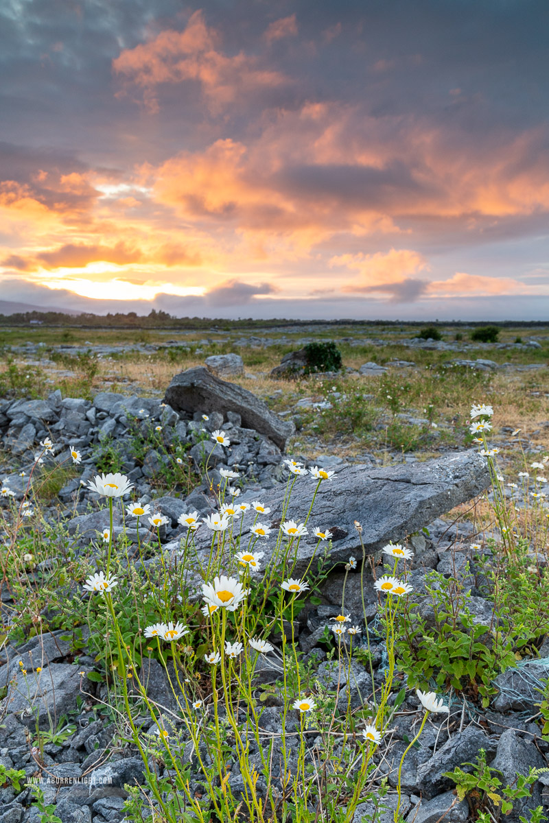 The Burren Clare Ireland - daisies,flowers,june,lowland,spring,sunset